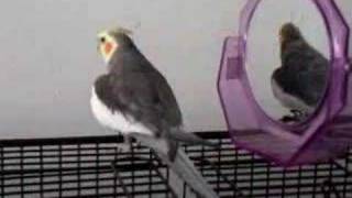 Zazu still loves Zazu best!