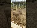 Taman rusa ranca upas ciwidey