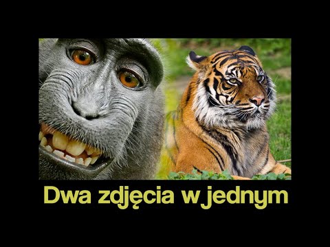 Wideo: Jak Skleić Trzy Zdjęcia