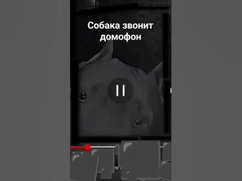 собака звонит домофон - YouTube
