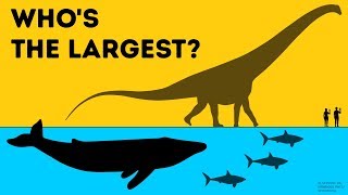 (Issue) Who Is the Largest on Earth?