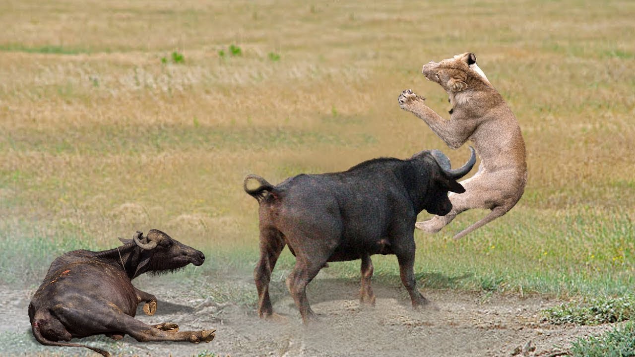 Wonderful Buffalo Knock Out Lion To Protect Fellows | Lion Hunting Fail