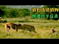 猎豹捕食羚羊 没想到遇到硬茬子 被羚羊极限反杀 几乎领了盒饭 被判了死缓 猎豹捕食羚羊 没想到遇到硬茬子 被羚羊极限反杀 几乎领了盒饭 被判了死缓