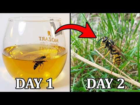 Wasp In Energy Drink Time Lapse (cmon... accident