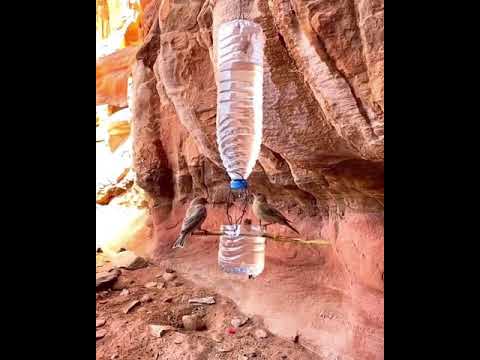 في كل كبد رطب اجر