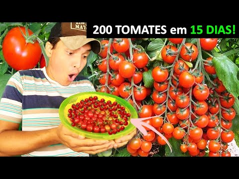 Vídeo: Cereja do Suriname (pitanga): descrição, características de cultivo e propriedades úteis