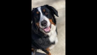 Ruby - 1 Yr Old - Bernese Mountain Dog - 2 Week Board and Train - Before/After Video