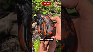 You’ve never seen these exotic fruits! 🤯 #shorts #exoticfruits #food You’ve never seen these exotic fruits! 🤯 #shorts #exoticfruits #food