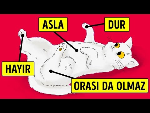 Bir Kedi Sizin Hakkınızda Hoşlanmadığı 15 Şeyi İtiraf Ediyor