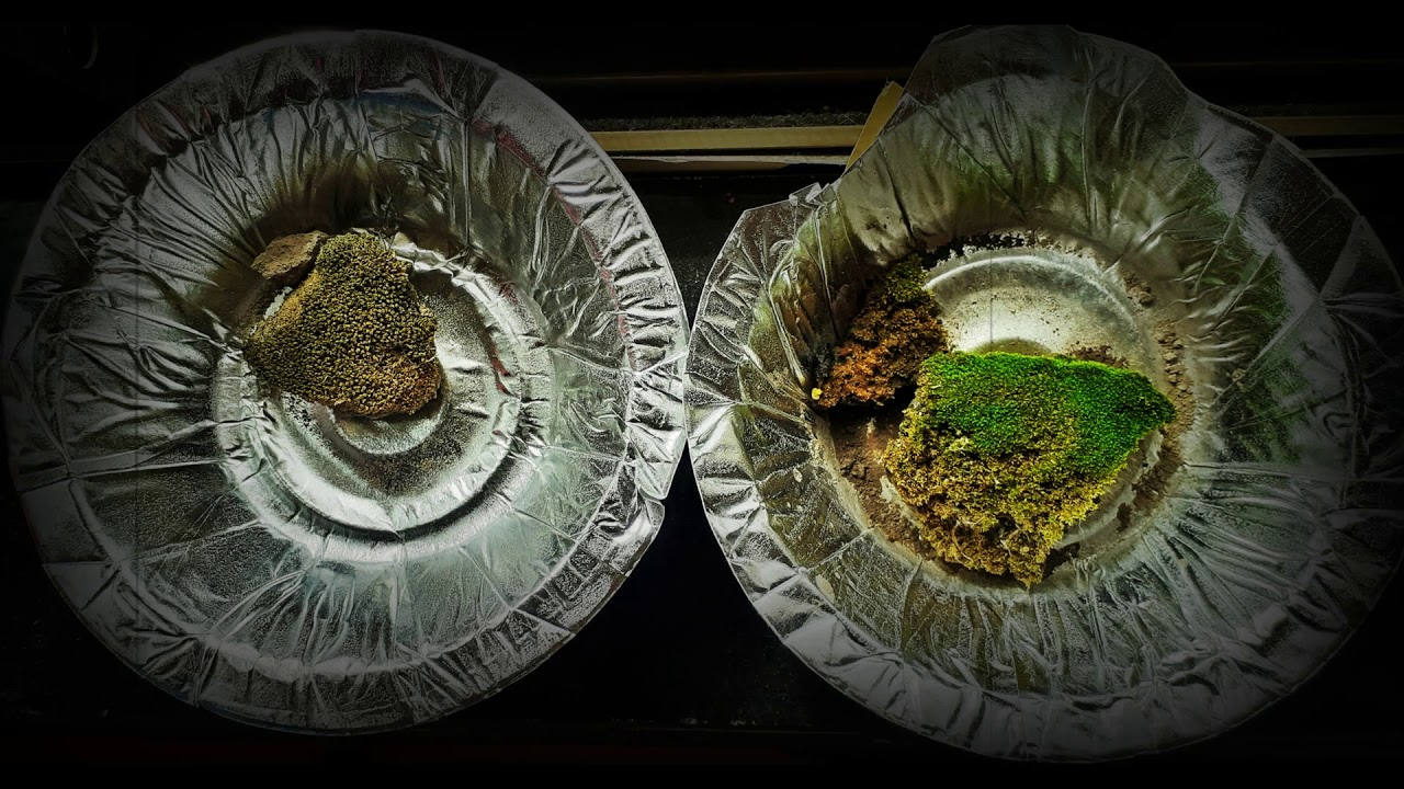 THE GREEN WHISPERER'S,  from 