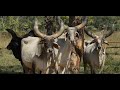 KANKREJ - A short documentary on Kankrej breed by Sri Mayapur Goshala, Mayapur.