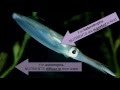 Ocean Nutrients and Their Impact on Marine Life
