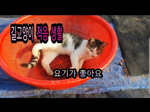 [농어촌문여사] 길고양이 우리집 정착기!!