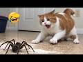 笑わないで 😂 この猫と犬、面白すぎる！🐱🐶