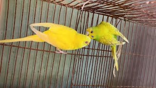 New Birds Collection In My Loft | My New Birds Setup | Bird Nest
