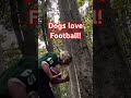 Dogs Love Football #short #dog #shorts #football #pets #shortvideo