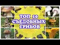 ТОП 10 СЪЕДОБНЫХ ГРИБОВ