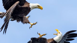 Eagle Fight so INSANE it was stolen dozens of times - A Huge Thank You to My subs and Youtube