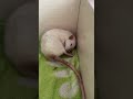 Почему у Мурочки чистый хвостик. #крысы #rats