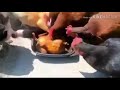 chickens eating chicken with walking dead music