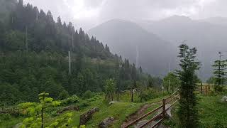 Karadeniz'i vazgeçilmezi Yağmur. Sesi bile bir başka güzel. #rize #çamlıhemşin #ayder #yağmur #rain