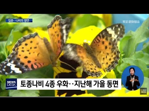 입춘..함평 나비사육장에 가봤더니 [목포MBC뉴스데스크]