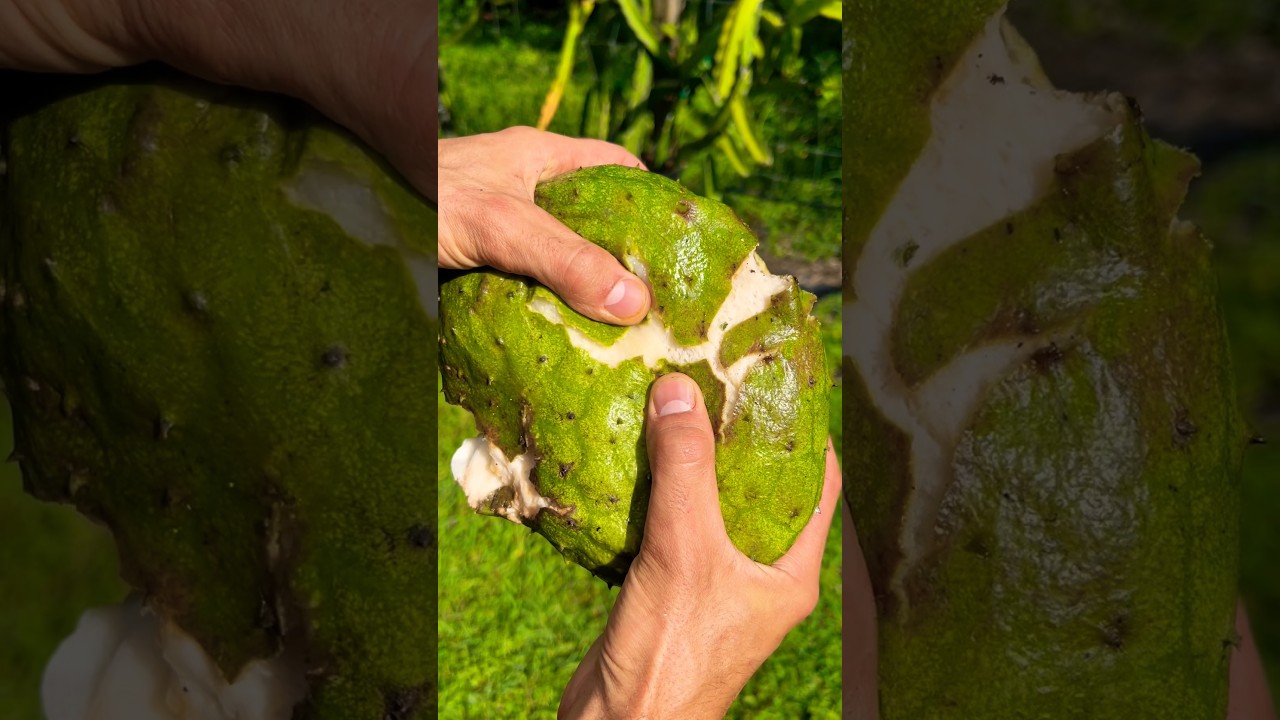 Soursop Harvest ASMR 🔊💚