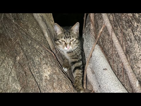 懂得隐藏的猫，在树中间与树融为一色，很难发现