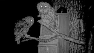 Pair of Tawny Owls calling