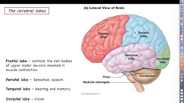 Human Physiology - Chapter 13 Lecture, Part 1 - The Cerebral Cortex: Lobes and Hemispheres