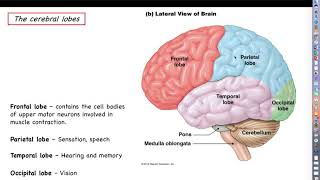 Human Physiology - Chapter 13 Lecture, Part 1 - The Cerebral Cortex: Lobes and Hemispheres