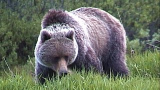 Scary close to Grizzlies at Bow Lake Banff