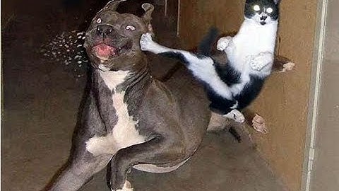 #funnyanimals 🐶Khoảnh Khắc Hài Hước Của Động Vật | Các Chúa Hề Ngoài Đời Thực😹