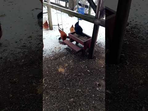 Chickens Chomping Through