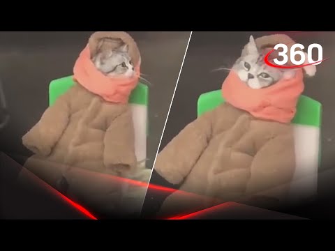 Китайский котик в шубе продаёт рыбов