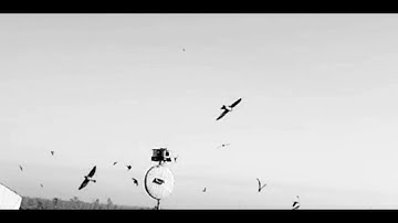 TRANSFORMATION OF SWIFTLET SOUND with AURA ALGORITHMS . it is Happening.