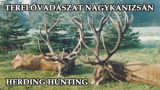 Terelővadászat Nagykanizsai Erdőgazdasági Dolgozók Vadásztársasága - Herding Hunting in Nagykanizsa