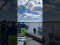 When the fishing vessel dock, the fishermen immediately unload their fresh lobster catch for the day