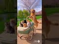 Golden retriever collection #goldenretreiver #pets #puppy