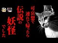 【ゆっくり怖話】『伝説の妖怪』に出会い、人生が変わった結果… 2chの怖い話「私が猫又に出会った話」【2ch怖いスレ】