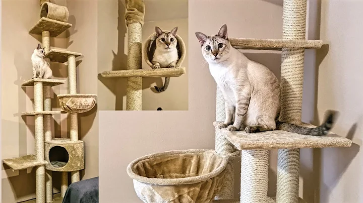 Video 10924481: lynx point siamese cat, post, meow