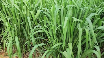 Loại cỏ nào cá trắm ăn tốt nhất nên trồng?