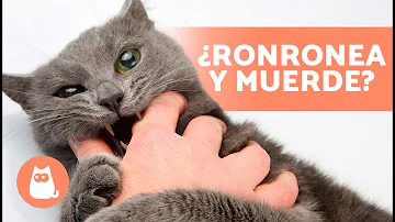 ¿Por qué mi gato ronronea y me muerde?