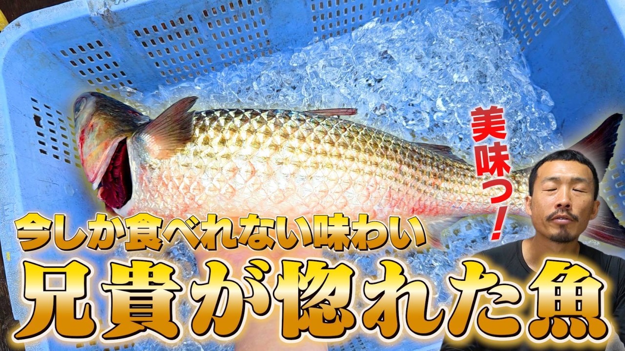 Main event❗ Striped mullet from Mikawa Bay