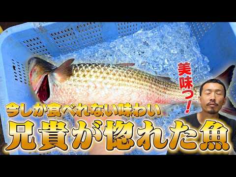 Main event❗ Striped mullet from Mikawa Bay