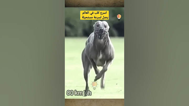 اسرع كلب في العالم يصل لسرعة مستحيلة #shorts