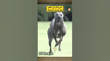 اسرع كلب في العالم يصل لسرعة مستحيلة Shorts 