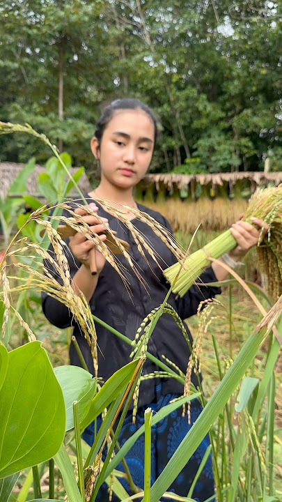 Ritual panen padi suku baduy #baduy