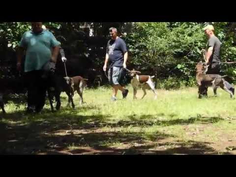 2014 წლის მონადირე ძაღლების გამოფენა \"კურცჰაარი (kurzhaari)\"