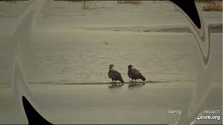 Three young bald eagles Mississippi River Flyway Cam powered by EXPLORE org